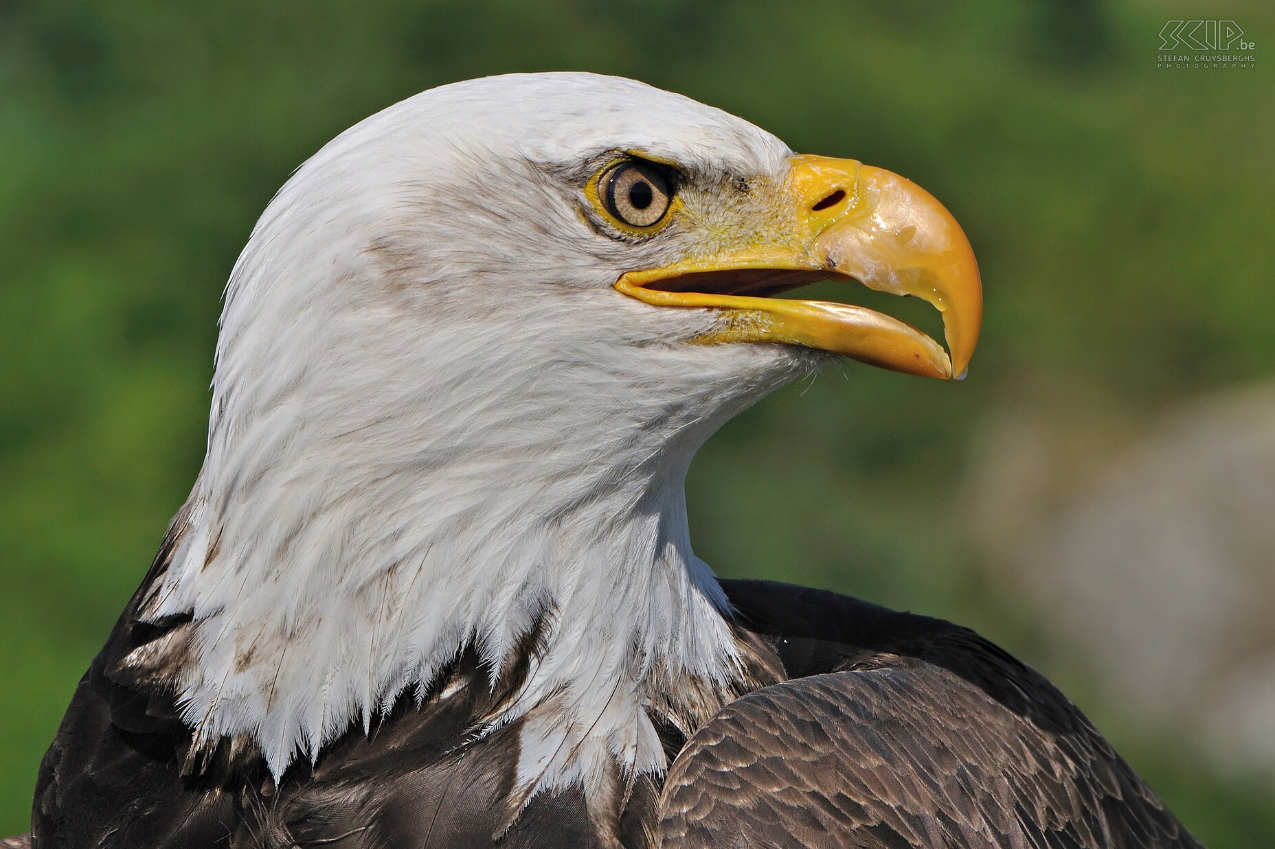 Tofino - Bald eagle  Stefan Cruysberghs